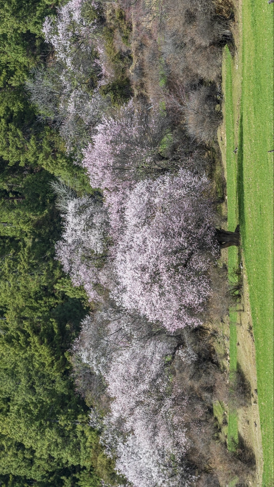 森林中的 aerial landscape with a green field