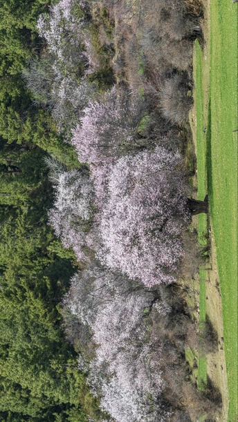 森林中的 aerial landscape with a green field
