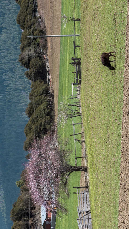 一片草地 旁边有水体 有树木和一头牛在吃草。