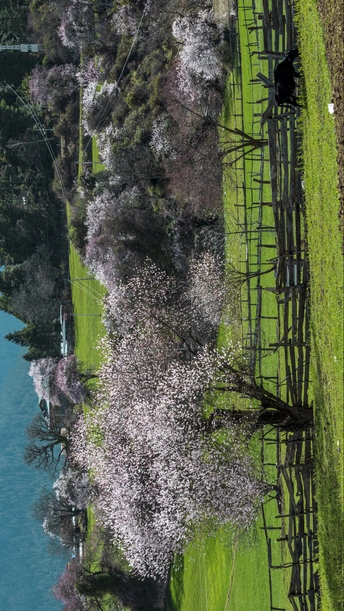 一片靠近水域的绿地
