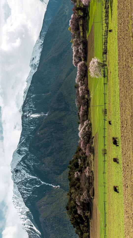 一个有水、树木、山脉和牛在吃草的山谷。