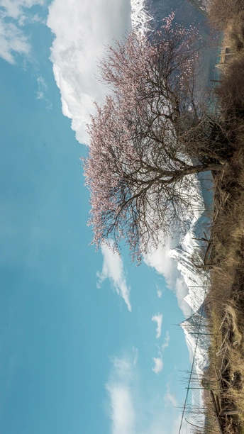 蓝天白云一棵树