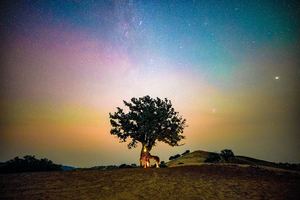 夜晚 一匹马站在山坡上的一棵孤独的树下面 房子在天空。