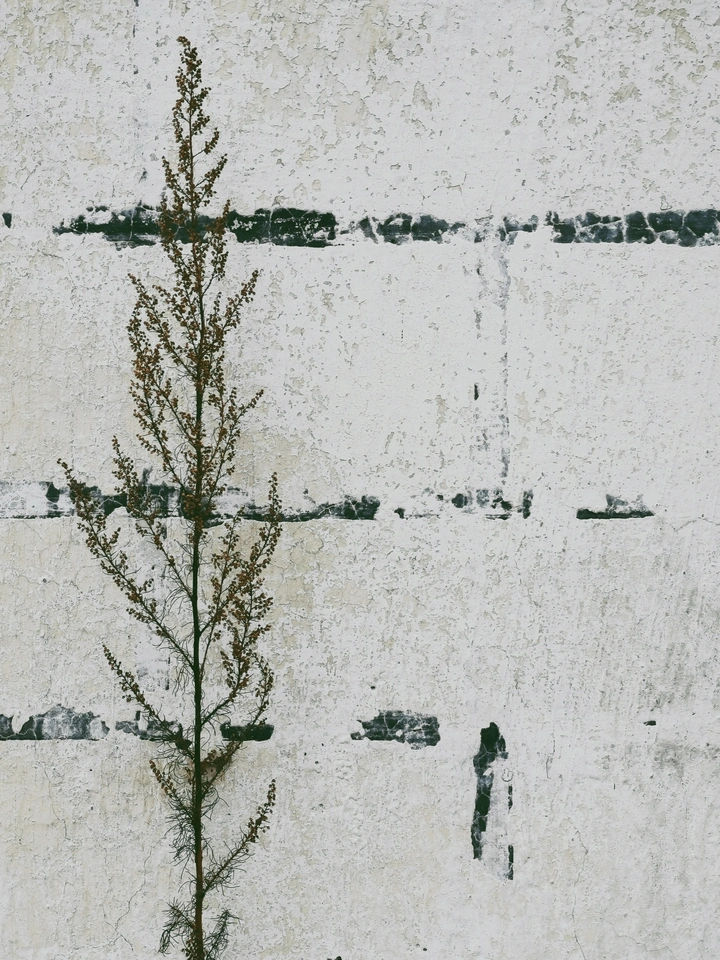 一株小草