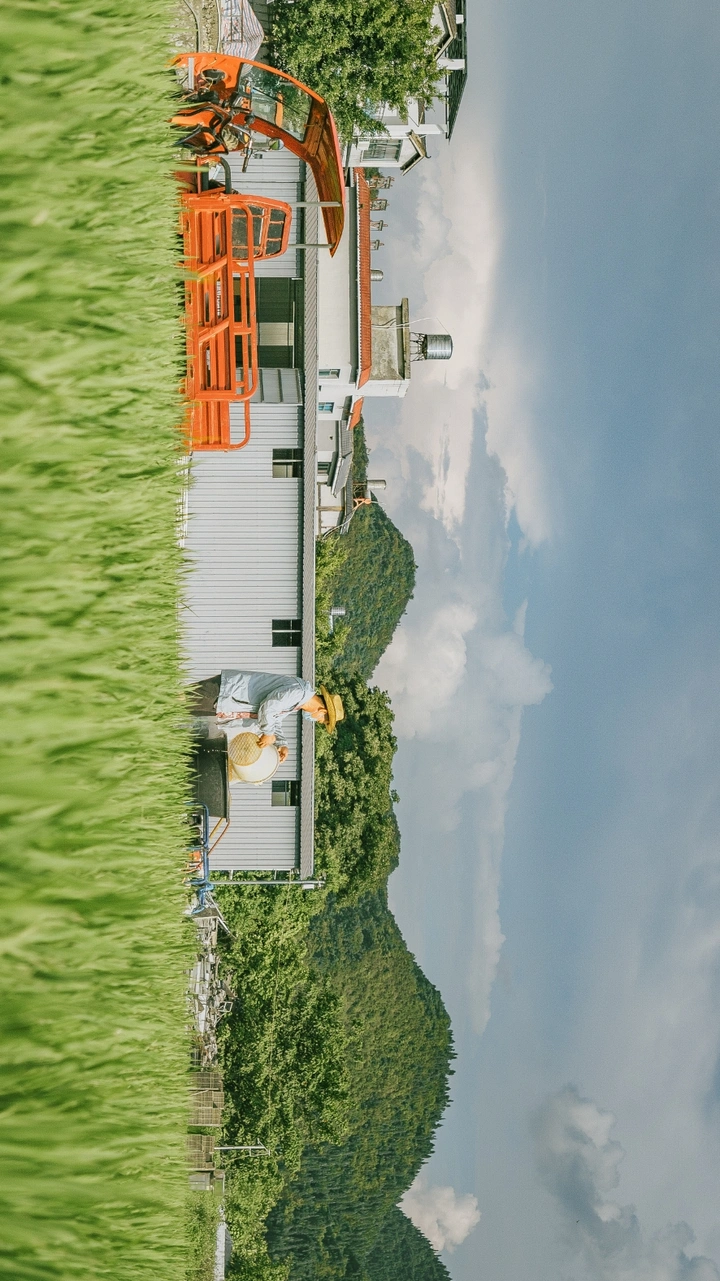 天下山峰何其多  唯有此处峰成林