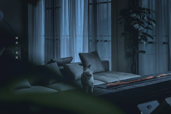 晚上靠窗照明的黑暗房间 沙发上坐着一只小白猫