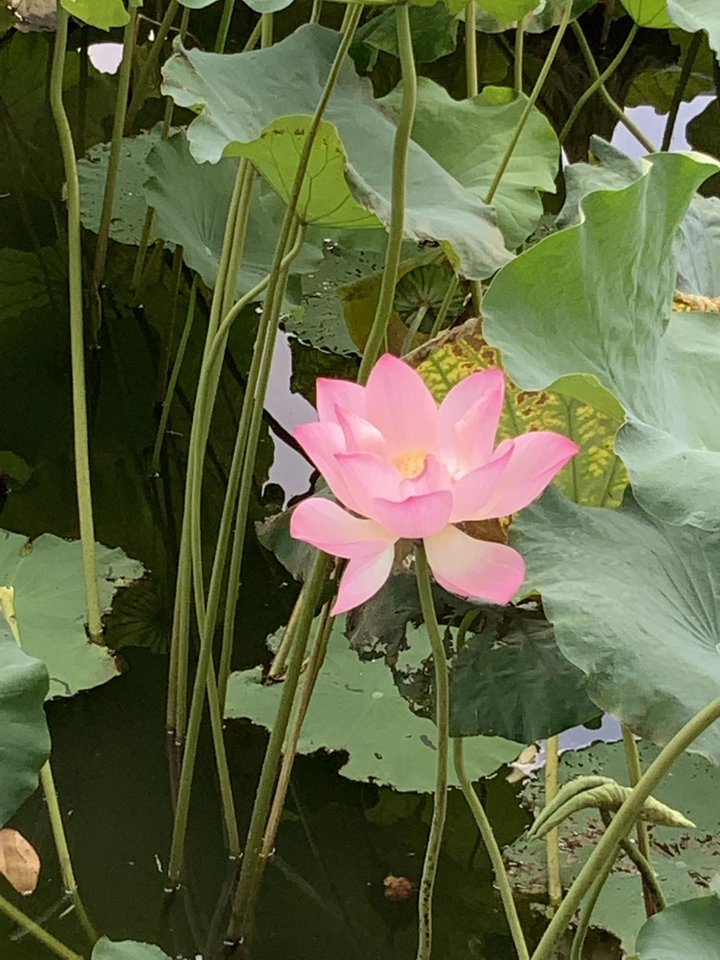 荷花绽放