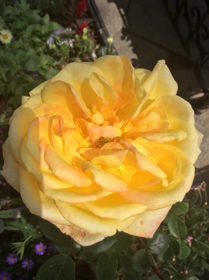 花卉