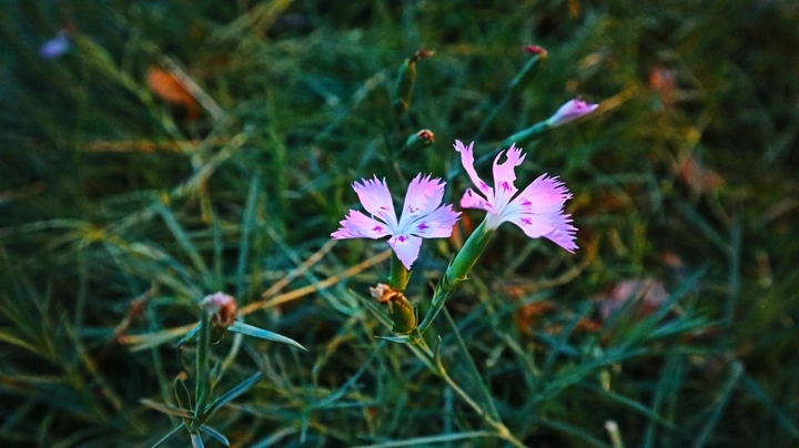 路边的野花
