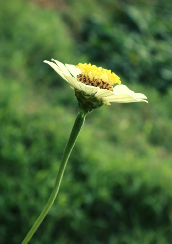 百日菊
