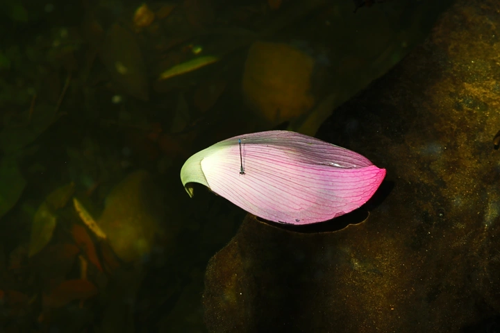 落花