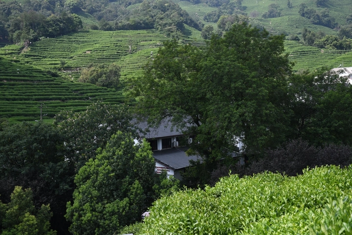 茶香龙井缘有村