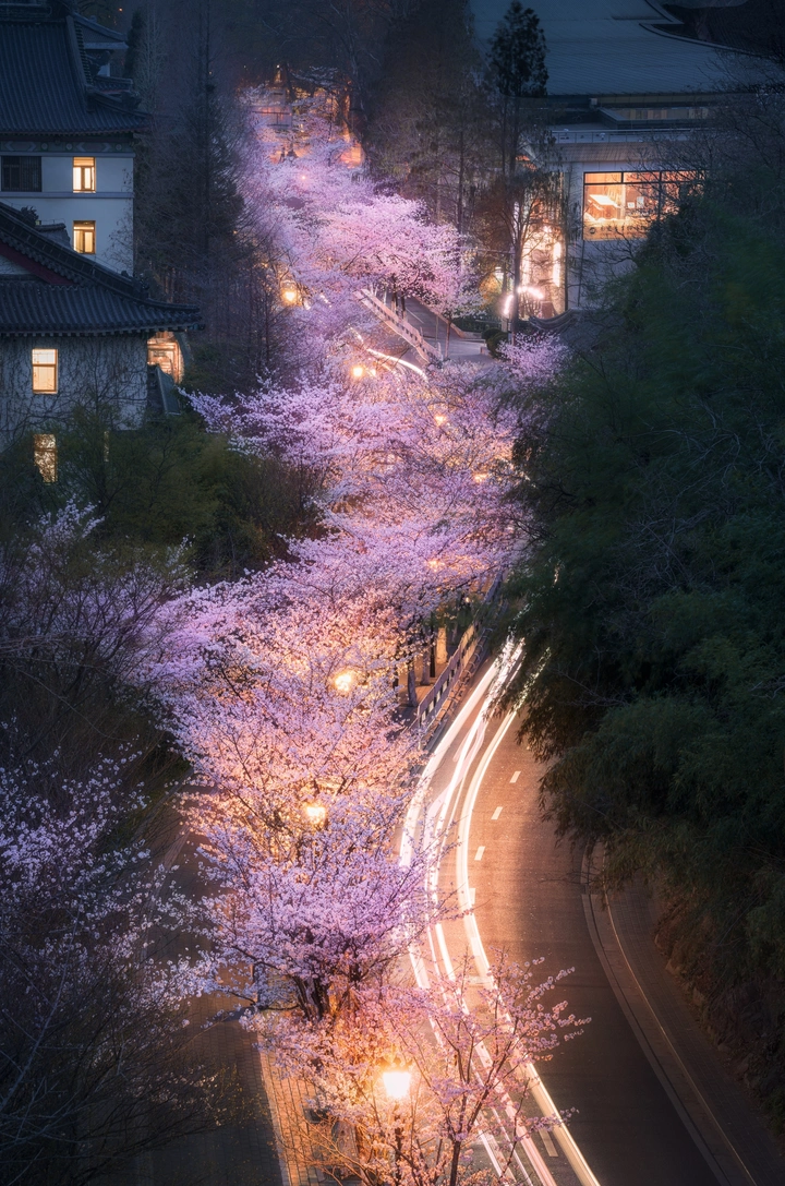 樱花大道