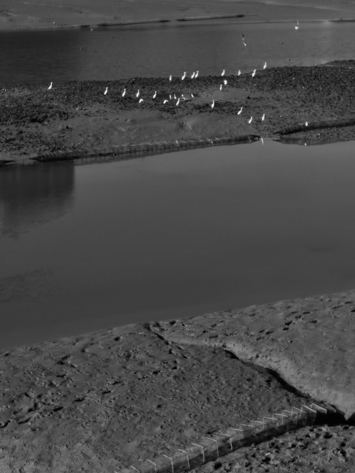 一张黑白照片 照片上是一个小水体 上面站着一些鸟