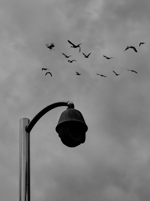 一群鸟在多云的天空中飞过一些路灯和灯柱