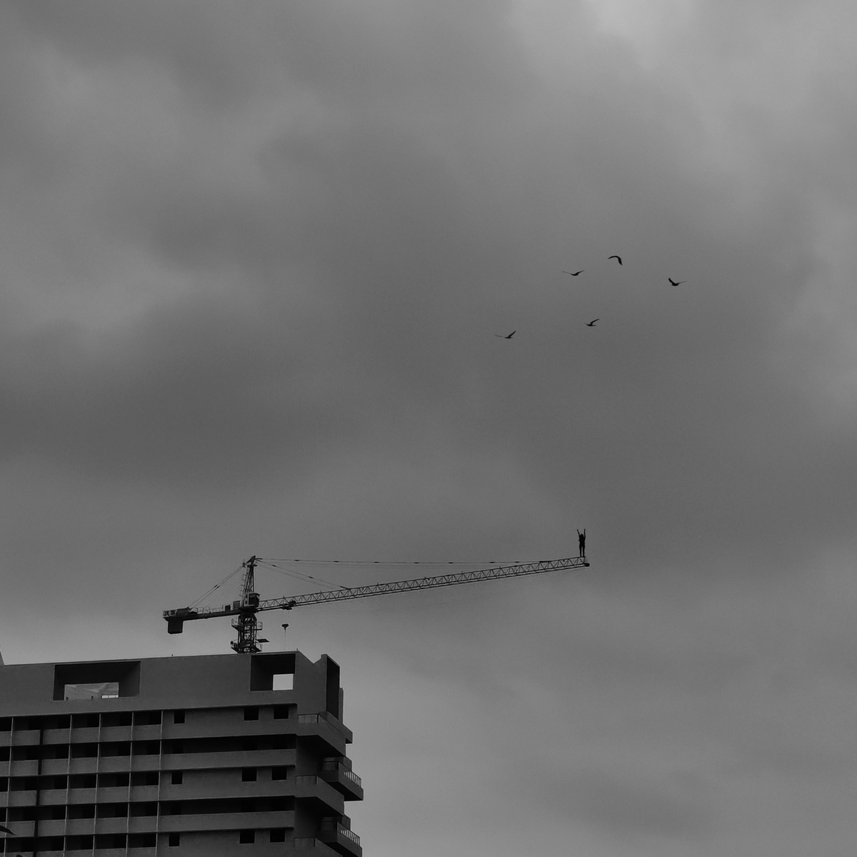 一群鸟飞过一座高楼