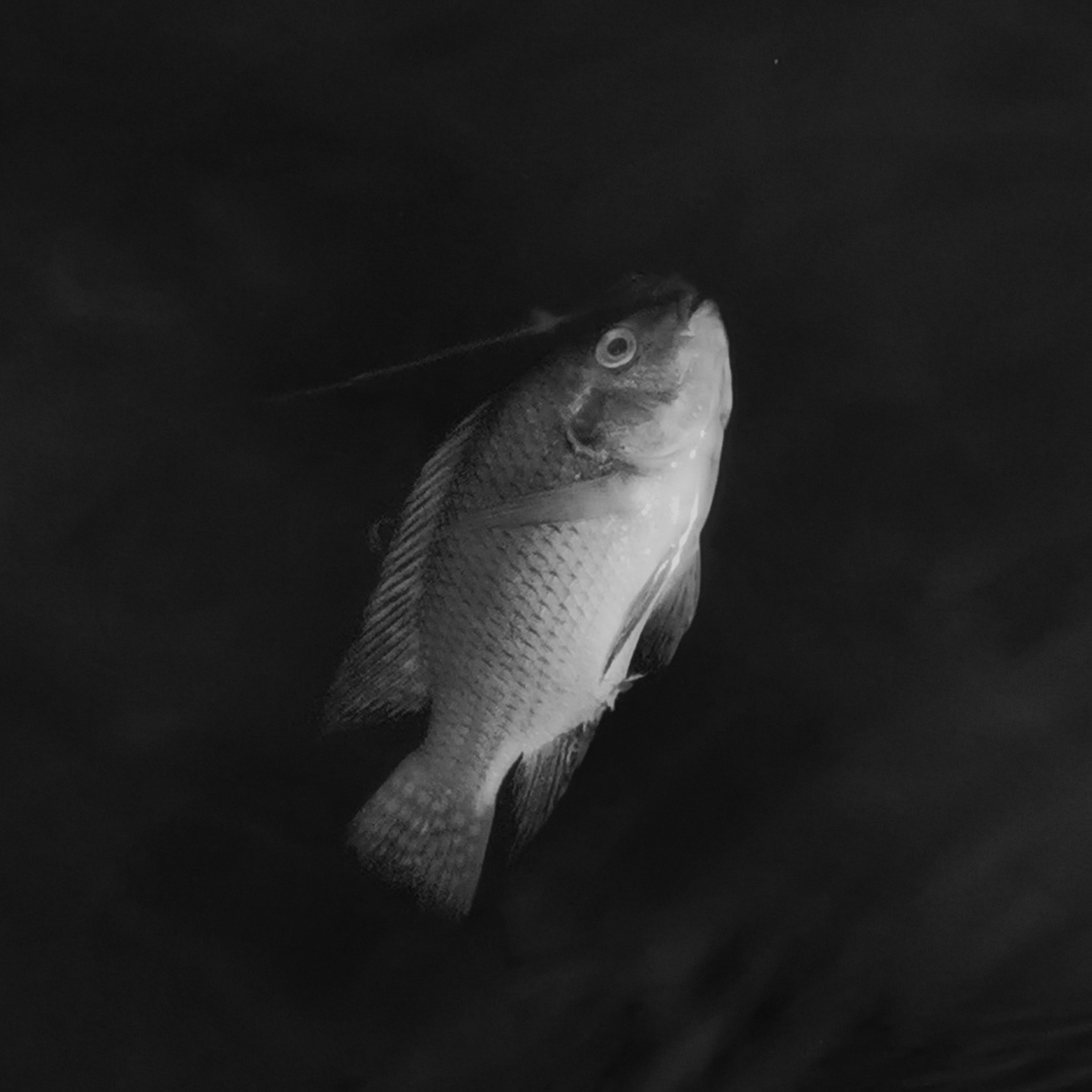 湖边一条黑白相间的死鱼