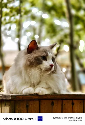 安静的猫