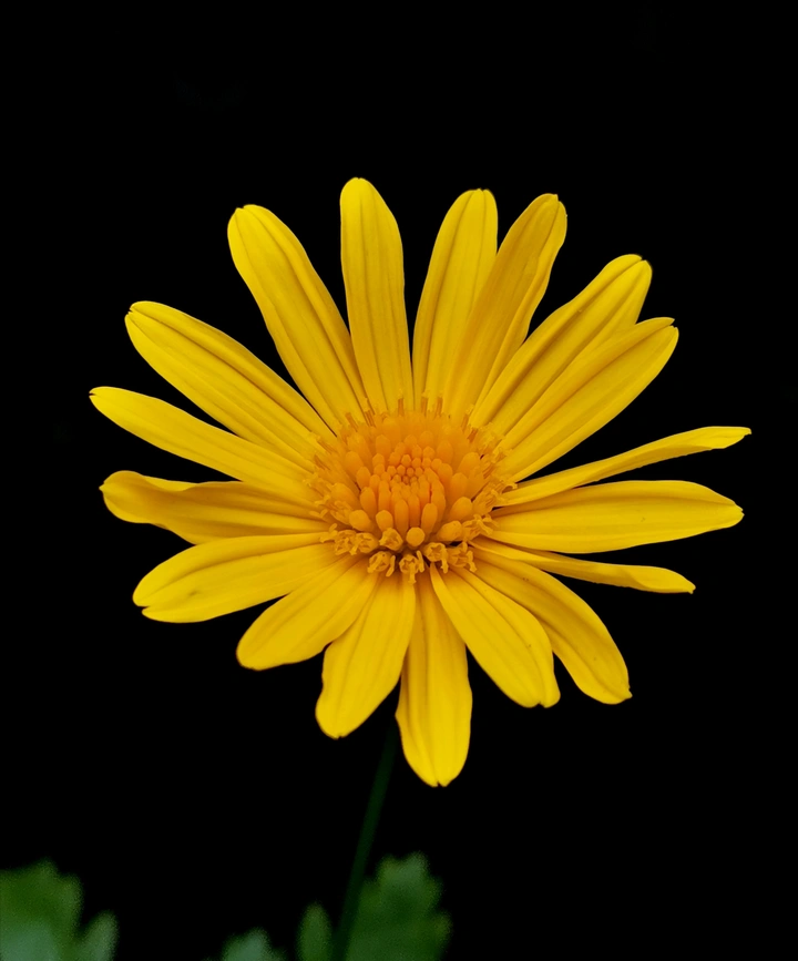 黄金菊