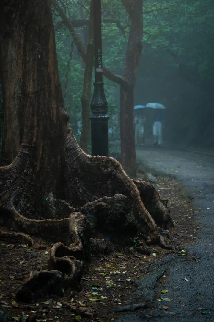 空山新雨后