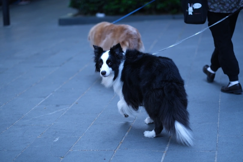 一位女士牵着一只狗在遛弯