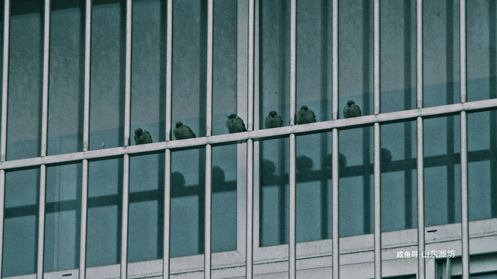 麻雀的年终总结大会