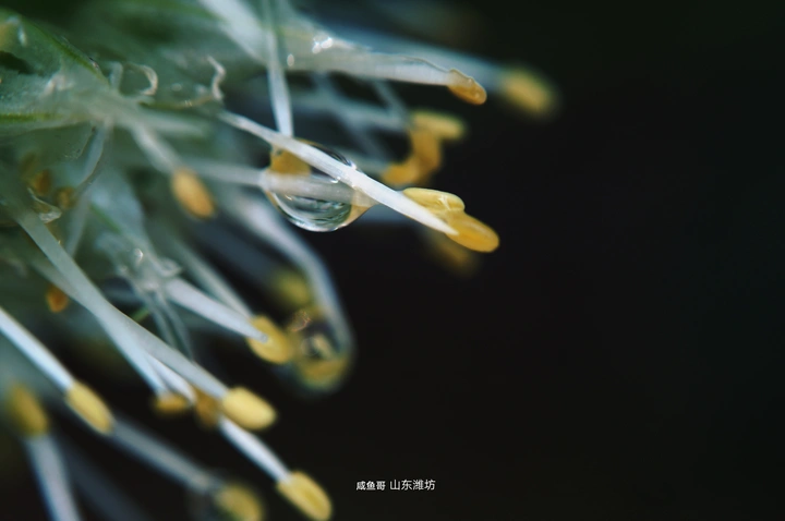雨后的山东大葱花！