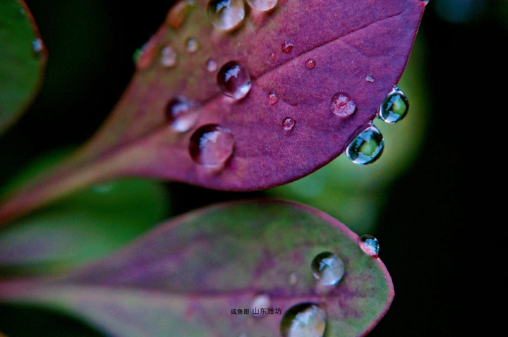 雨后珍珠