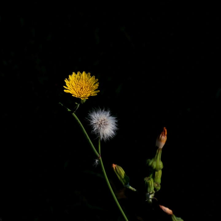 苦苣菜（苦菜）