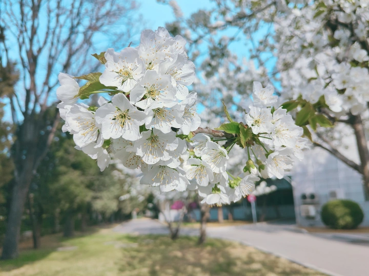 春天的樱桃花
