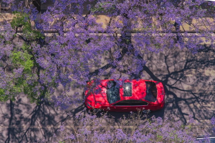 蓝花楹下 光与车