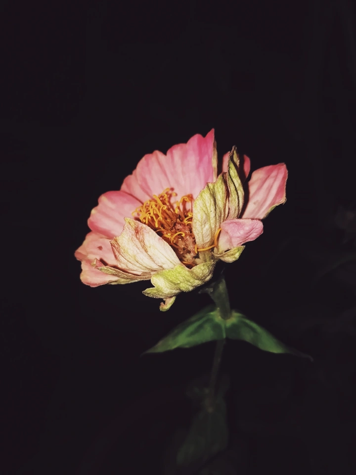 花记