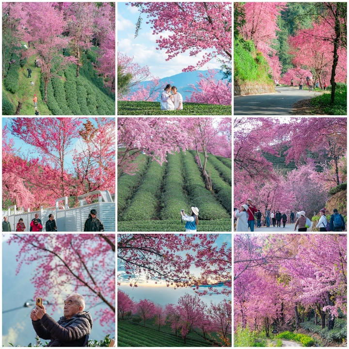 云南大理无量山冬樱花