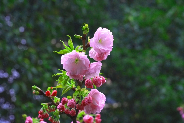 🌸樱花季