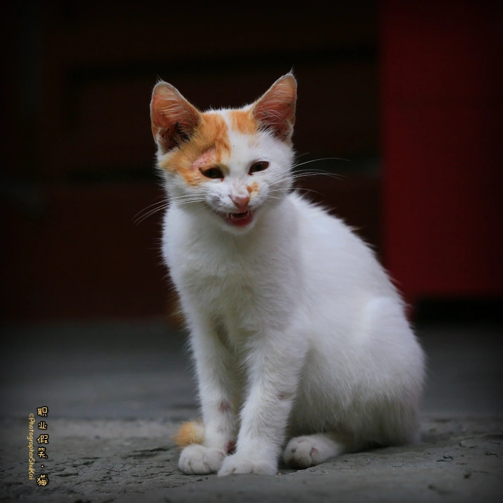 遇见 |一只寺猫的修养| 职业假笑