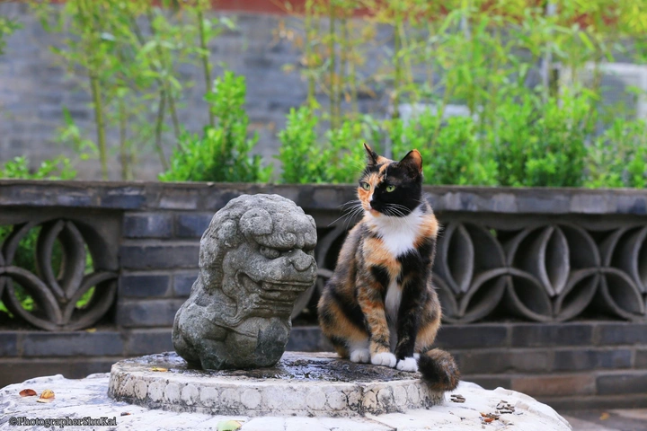 猫说法源寺