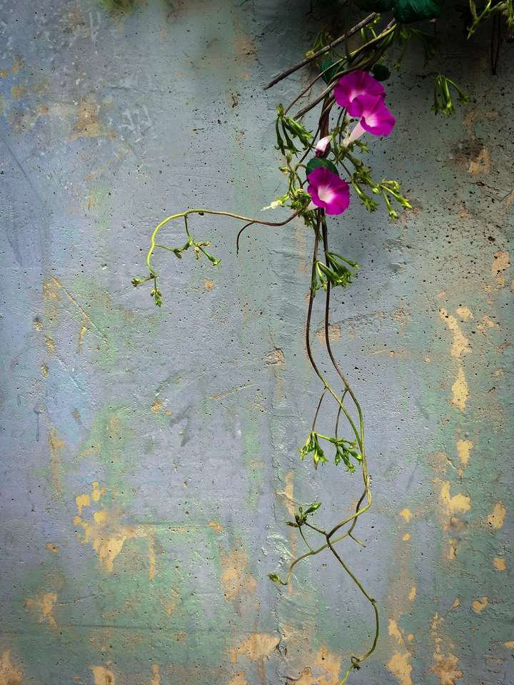 墙边喇叭花