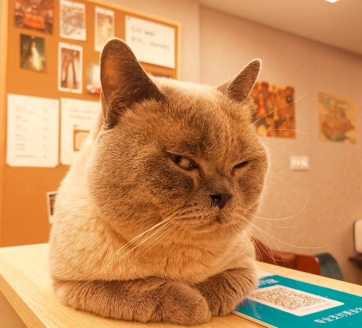 猫