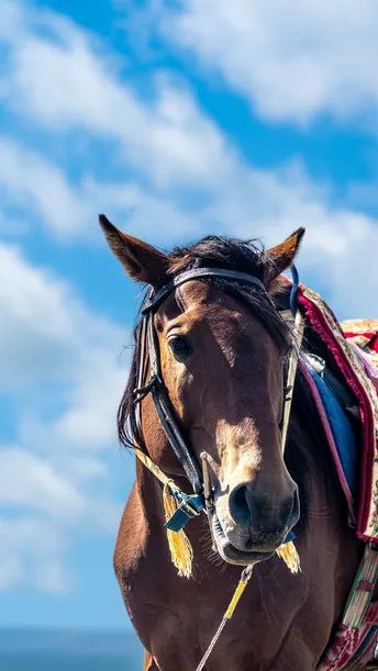 一匹穿着鞍具的棕色马站在海滩上