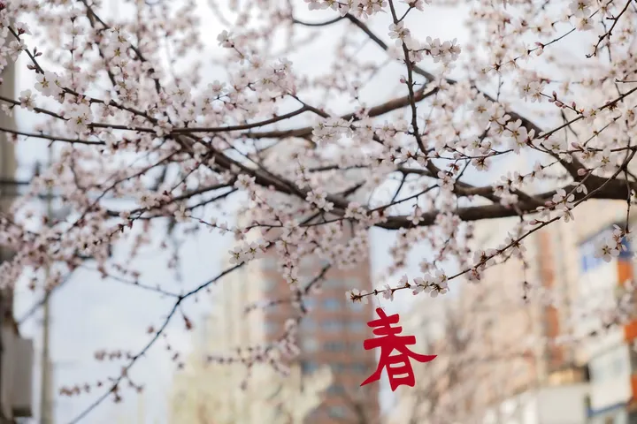 桃韵绽春