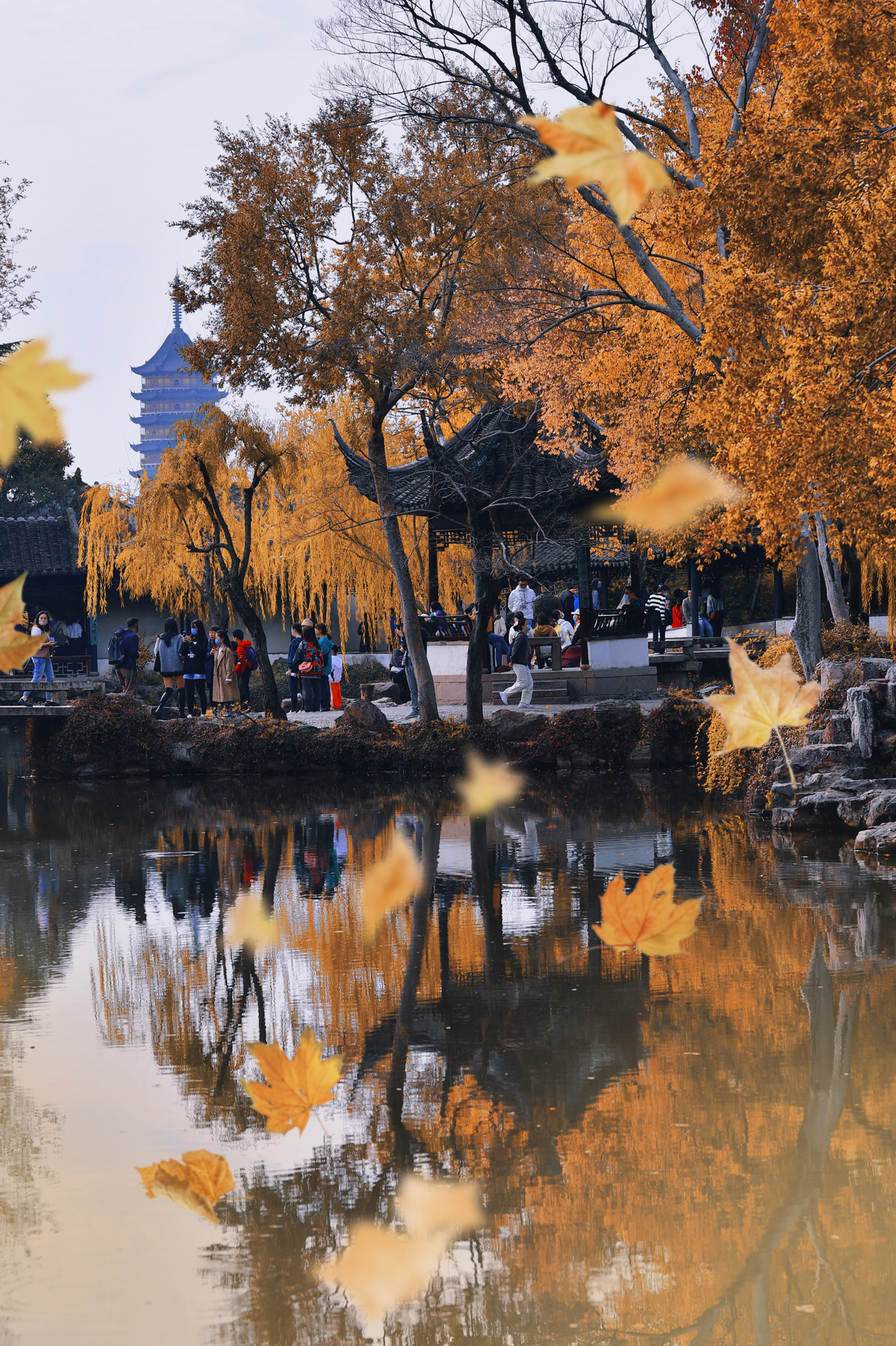 城市中的一池秋水 倒映着秋天的树木