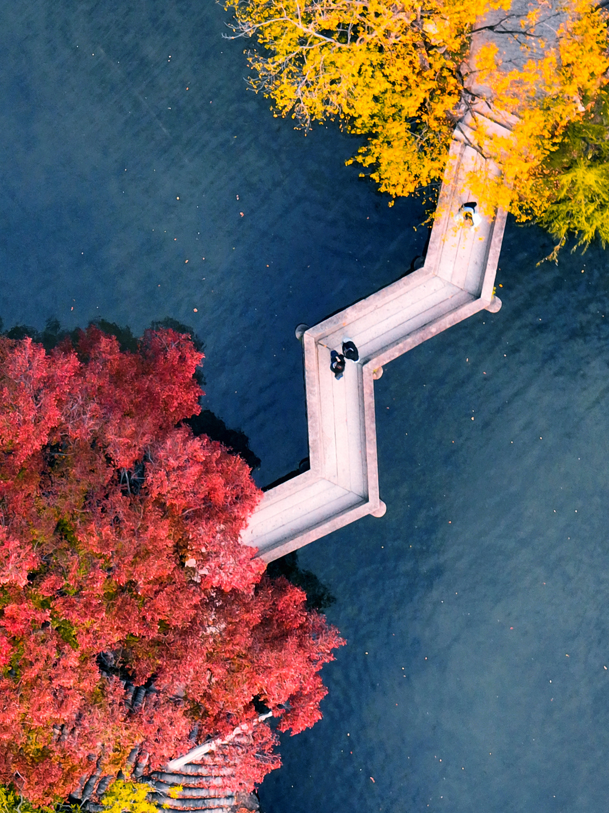 水域与树木的 aerial view