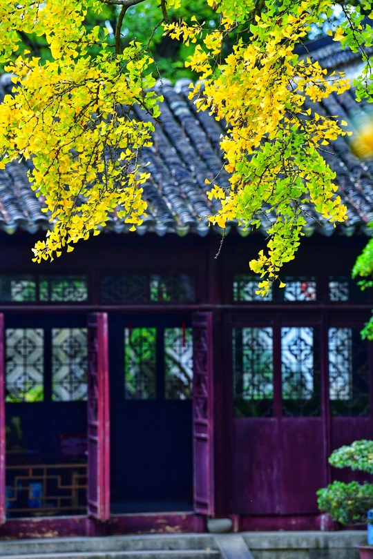 一条红色的长凳 旁边有一棵开满黄色花的树