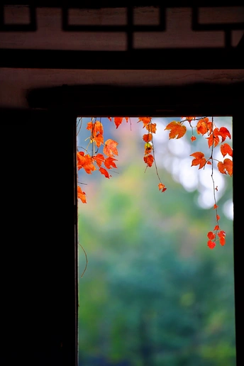 一个包含许多红花的窗口