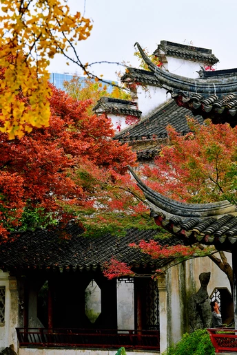 秋天的花园里有一座塔 一棵红树