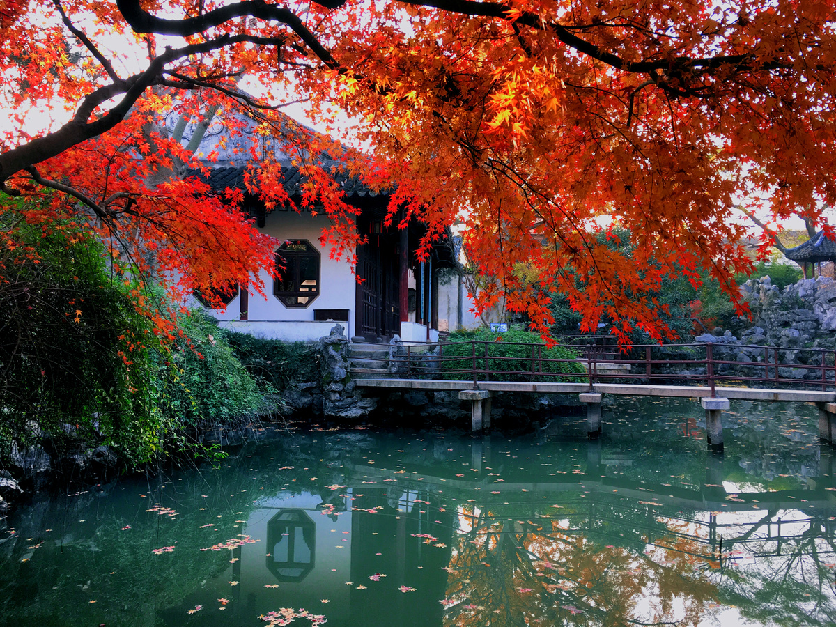 秋天花园中的一棵红树 有小屋和桥跨过水面。