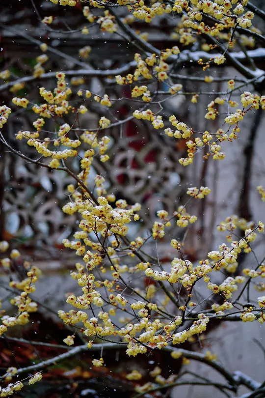 建筑前有一棵开黄花的树