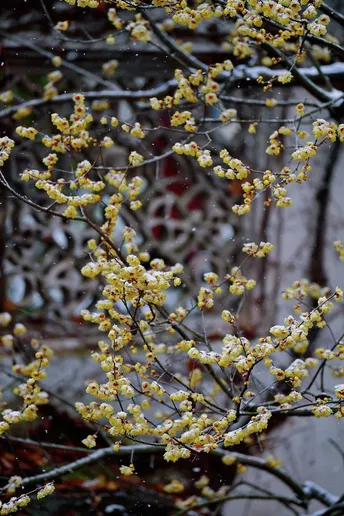 建筑前有一棵开黄花的树