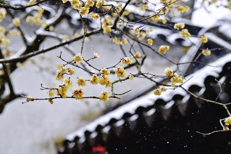 屋前有一棵开黄花的树