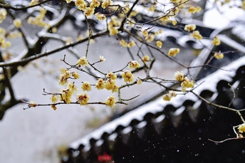 屋前有一棵开黄花的树